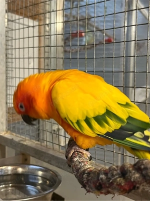 Sonnensittich Hähne abzugeben 