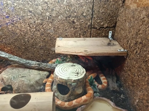 zwei Kornnatter zu verkaufen 