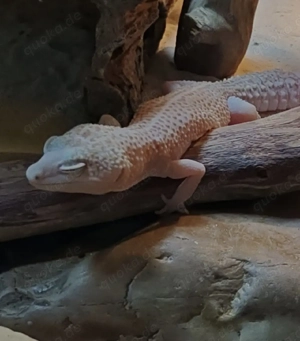 2 Leopardgecko weibchen