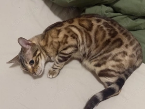 Reinrassiger Bengal sucht seinen Partner fürs Leben 