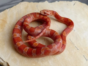 Diverse Kornnatter Nachzuchten aus 2025