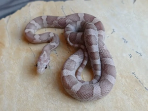 Diverse Kornnatter Nachzuchten aus 2025