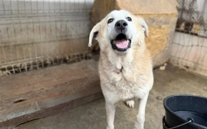 Wer zeigt Boomer, wie sich Liebe wirklich anfühlt? Bild 3