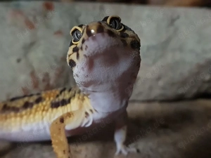 1.0 Leopardgecko Bild 2
