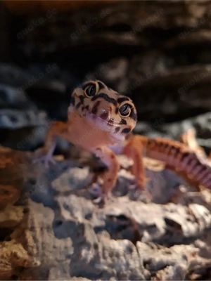 1.0 Leopardgecko Bild 4