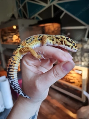 1.0 Leopardgecko Bild 5