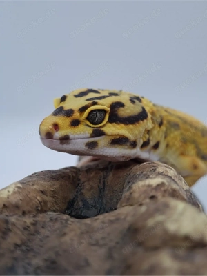 1.0 Leopardgecko Bild 3
