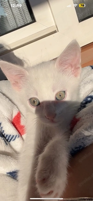 Liebevoller Kater  Snow  sucht ein neues Zuhause