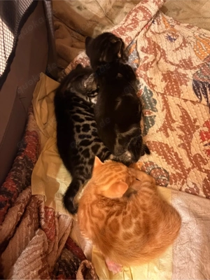 Bengal Kitten suchen ein zuhause