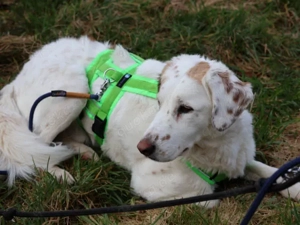 Frisko sucht sein Zuhause Bild 4