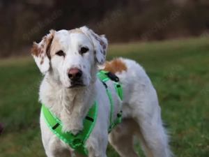 Frisko sucht sein Zuhause Bild 3