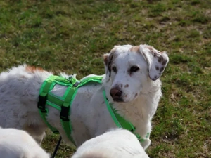 Frisko sucht sein Zuhause Bild 6