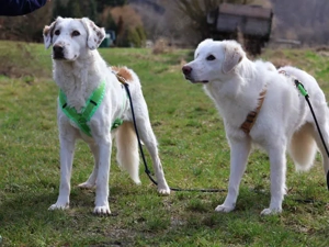 Frisko sucht sein Zuhause Bild 5