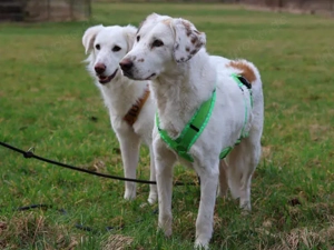 Frisko sucht sein Zuhause Bild 2