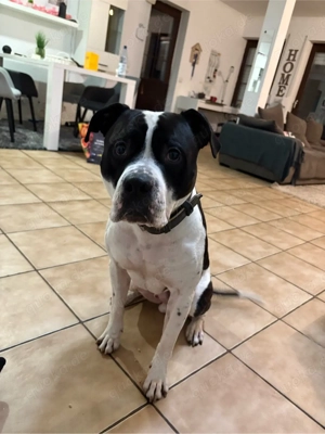 Amer. Bulldoggenmix sucht Zuhause 