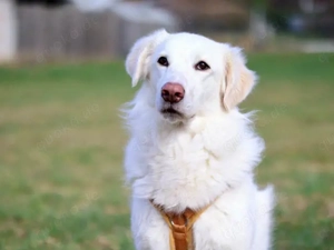 Zorro sucht sein Zuhause