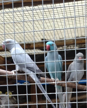 Halsbandsittich grau und andere farben