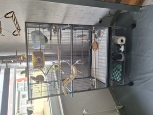 4Wellis in liebevolle Hände abzugeben 