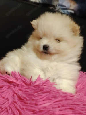 Pomerania Zwergspitz Reinrassig!