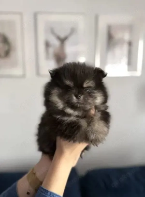 Zwergspitz Pomeranian süßer Hund xs winzig schwarz-braun