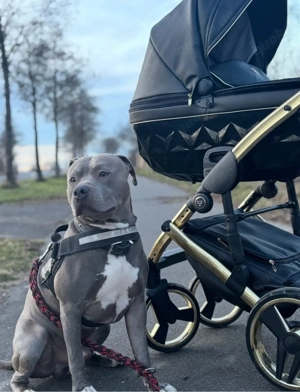 Liebevoller American stafford mischling blueline abzugeben 