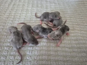 Farbratten Babys   Ratten Jungtiere 