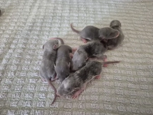 Farbratten Babys   Ratten Jungtiere 