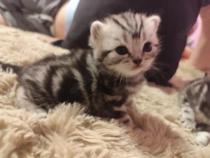 BKH mit Stammbaum (Junge)