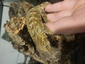 Rhacodactylus leachianus Moro 0.0.2 Neukaledonischer Riesengeckos  Bild 2