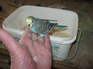 Zahme junge Wellensittiche