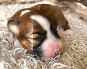 Havaneser Welpen mit Stammbaum  