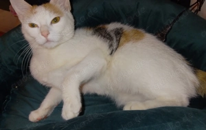 Katzen Mädchen sucht neues zu Hause 