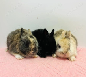 Zuckersüße Zwergkaninchen Babys Farbenzwerge 