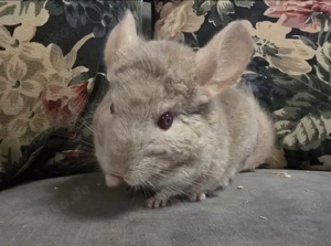 Chinchilla Böckchen Gruppe abzugeben