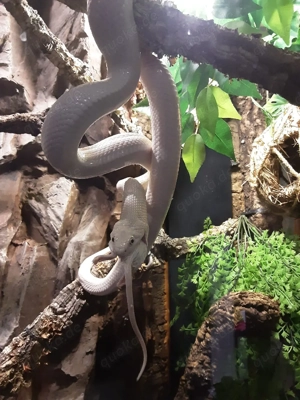 Texas Kückennatter( Pantherophis obsoletus lindheimeri ) Schlange, Kornnatter 