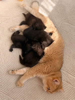 BKH Chocolate Kitten reserviert! Bild 9