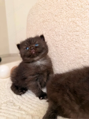 BKH Chocolate Kitten reserviert! Bild 5