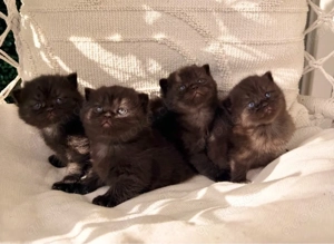 BKH Chocolate Kitten reserviert! Bild 2