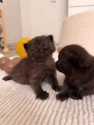 BKH Chocolate Kitten reserviert! Bild 4