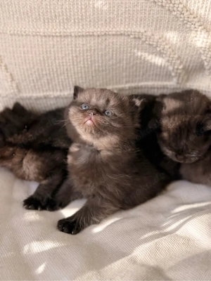 BKH Chocolate Kitten reserviert! Bild 8