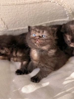 BKH Chocolate Kitten reserviert! Bild 6