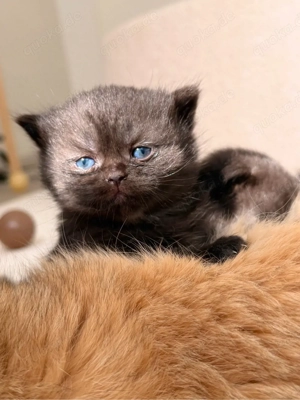 BKH Chocolate Kitten reserviert! Bild 7