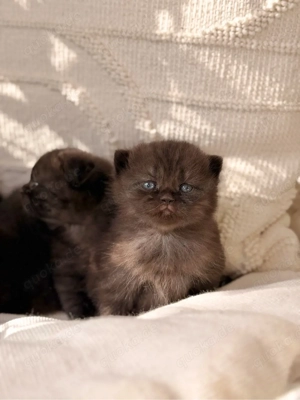 BKH Chocolate Kitten reserviert! Bild 3