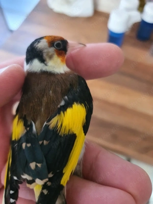 Stieglitz parva gelb Schimmel 