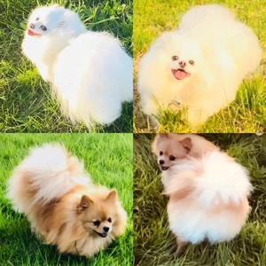 Reinrassige Pomeranian Zwergspitz 8 monate alt Bild 6