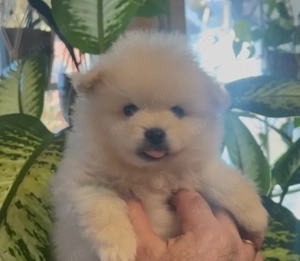 Reinrassige Pomeranian Zwergspitz  Welpen -Boo Typ( Bärchen)