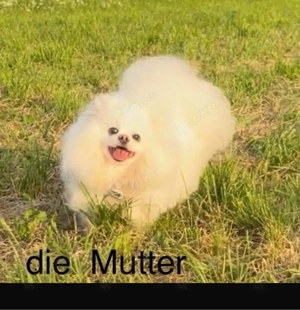 Reinrassige Pomeranian Zwergspitz 8 monate alt Bild 5