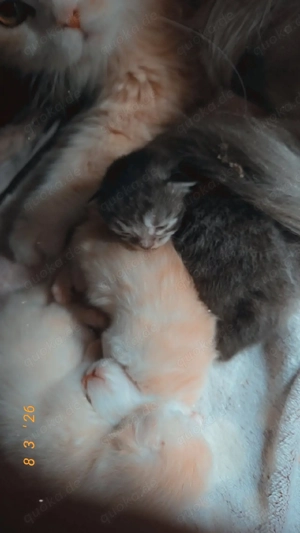 kitten maine Coon - persa mix 