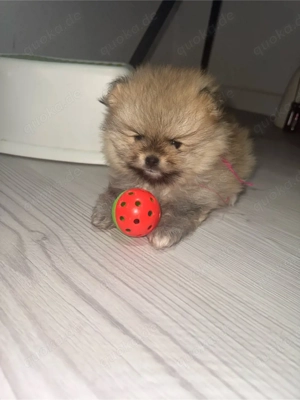 pomeranian Boo