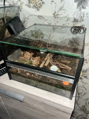 Vogelspinne mit Terrarium 30 x 30